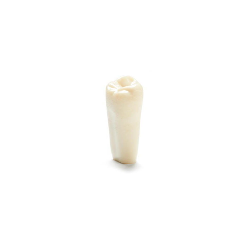 ADC Teeth for ADC model - PVR 860 Teeth #1