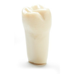 ADC Teeth for ADC model - PVR 860 Teeth #2