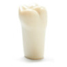 ADC Teeth for ADC model - PVR 860 Teeth #3