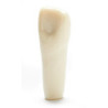 ADC Teeth for ADC model - PVR 860 Teeth #9