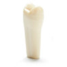 ADC Teeth for ADC model - PVR 860 Teeth #12
