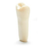 ADC Teeth for ADC model - PVR 860 Teeth #13
