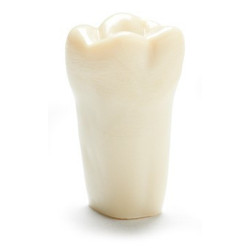 ADC Teeth for ADC model - PVR 860 Teeth #14