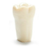 ADC Teeth for ADC model - PVR 860 Teeth #14