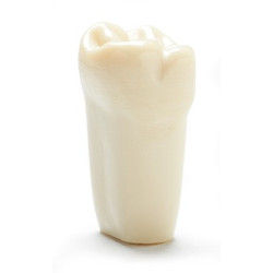 ADC Teeth for ADC model - PVR 860 Teeth #15