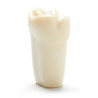 ADC Teeth for ADC model - PVR 860 Teeth #15