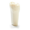 ADC Teeth for ADC model - PVR 860 Teeth #16