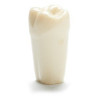 ADC Teeth for ADC model - PVR 860 Teeth #18