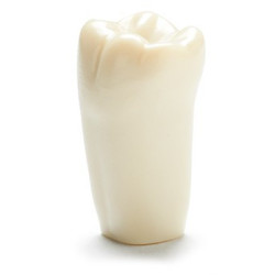 ADC Teeth for ADC model - PVR 860 Teeth #19