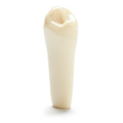 ADC Teeth for ADC model - PVR 860 Teeth #21