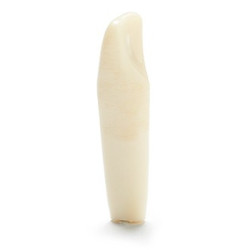ADC Teeth for ADC model - PVR 860 Teeth #23