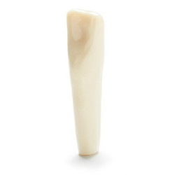 ADC Teeth for ADC model - PVR 860 Teeth #26