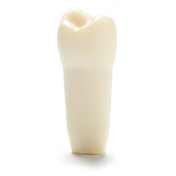 ADC Teeth for ADC model - PVR 860 Teeth #29
