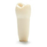 ADC Teeth for ADC model - PVR 860 Teeth #29