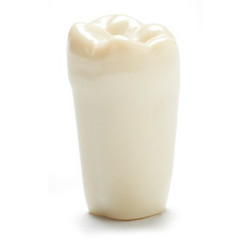 ADC Teeth for ADC model - PVR 860 Teeth #30