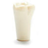 ADC Teeth for ADC model - PVR 860 Teeth #31