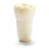 ADC Teeth for ADC model - PVR 860 Teeth #32