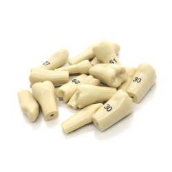 Screws for Anteriors Teeth for ADC Jaw model
