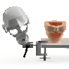 NEO OSCE / ADC Manikin Dental Phantom Head & Bench Table Mounting&With ADC Magnetic Jaws & Articulator&With ADC DM1 Mask
