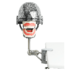 NEO OSCE / ADC Manikin Dental Phantom Head & Bench Table Mounting&With ADC Magnetic Jaws & Articulator&With ADC DM1 Mask