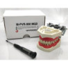 NEO OSCE / ADC Manikin Dental Phantom Head & Bench Table Mounting&With ADC Magnetic Jaws & Articulator&With ADC DM1 Mask