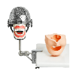 NEO OSCE / ADC Manikin Dental Phantom Head & Bench Table Mounting&With ADC Magnetic Jaws & Articulator&Without Mask