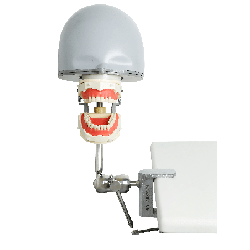 ADC Dental Manikin with jaws with Navadha mask