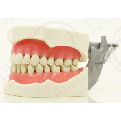 OSCE / ADC Manikin Bench + Chair Mount & With ADC PVR 860 Magnetic Jaws & Articulator&Navadha Fletcher