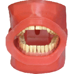 Oral Cavity Cover for Navadha ZX Jaw & Oral Cavity with Drainage Connector and Pipe