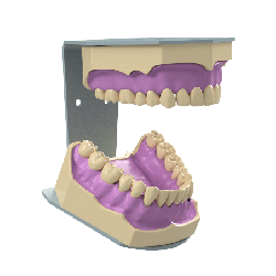 Fixed Mouth Opening Articulator for Dental Typodont