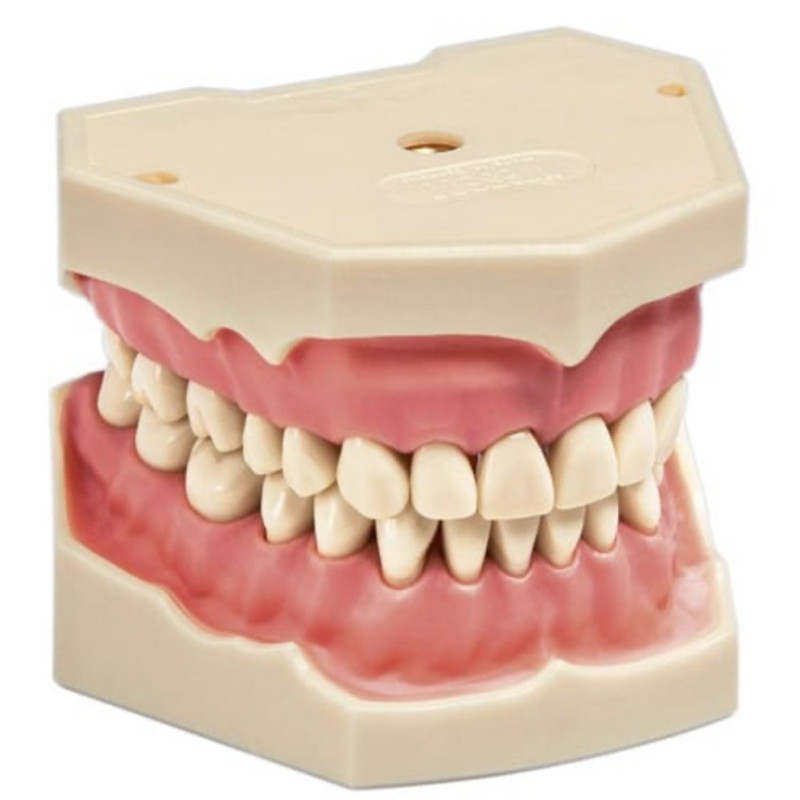 Frasaco AG-3 typodont Jaw Set