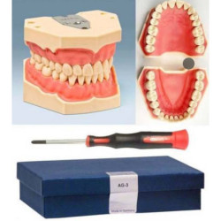 Frasaco AG-3 typodont Jaw Set