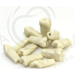Frasaco AG-3 ZE Typodont Teeth & 27