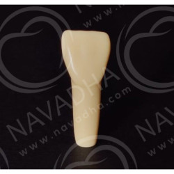 Frasaco AG-3 ZE Typodont Teeth & 11
