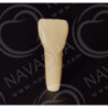 Frasaco AG-3 ZE Typodont Teeth & 11