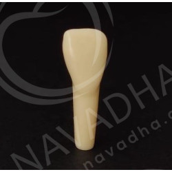 Frasaco AG-3 ZE Typodont Teeth & 12