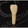 Frasaco AG-3 ZE Typodont Teeth & 12