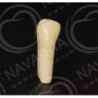 Frasaco AG-3 ZE Typodont Teeth & 15