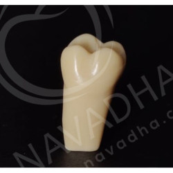 Frasaco AG-3 ZE Typodont Teeth & 16