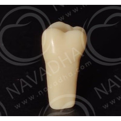 Frasaco AG-3 ZE Typodont Teeth & 17