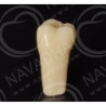 Frasaco AG-3 ZE Typodont Teeth & 17