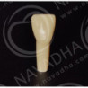 Frasaco AG-3 ZE Typodont Teeth & 21