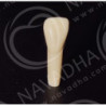 Frasaco AG-3 ZE Typodont Teeth & 22