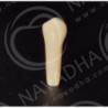 Frasaco AG-3 ZE Typodont Teeth & 25