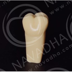 Frasaco AG-3 ZE Typodont Teeth & 26