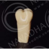 Frasaco AG-3 ZE Typodont Teeth & 26