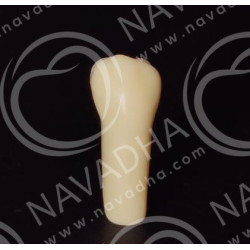 Frasaco AG-3 ZE Typodont Teeth & 35