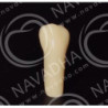 Frasaco AG-3 ZE Typodont Teeth & 35