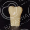 Frasaco AG-3 ZE Typodont Teeth & 36