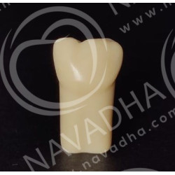 Frasaco AG-3 ZE Typodont Teeth & 37